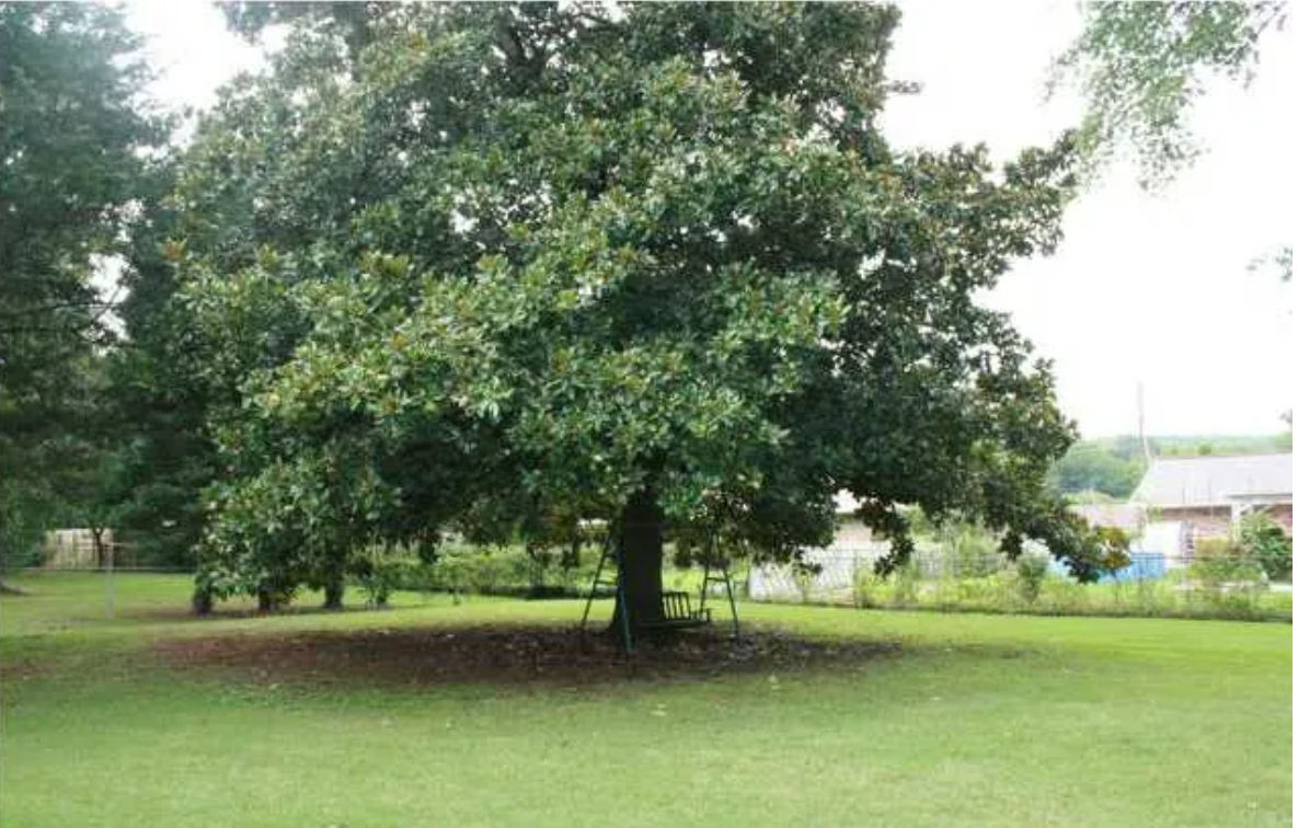1819 Chapman Avenue 2012 - magnolia tree.png