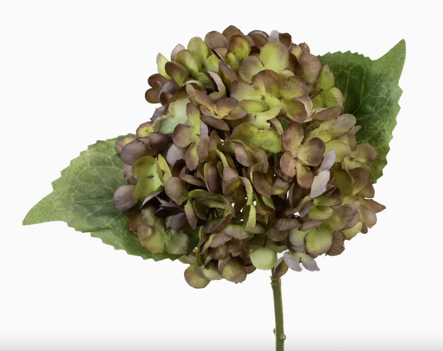 hydrangea様 リクエスト 3点 まとめ商品 Pandora Paniculata – Hydrangeas.com